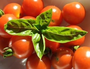 cherry tomatoes thumbnail