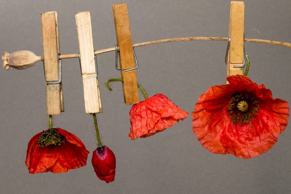 red petal flower and brown peg preview