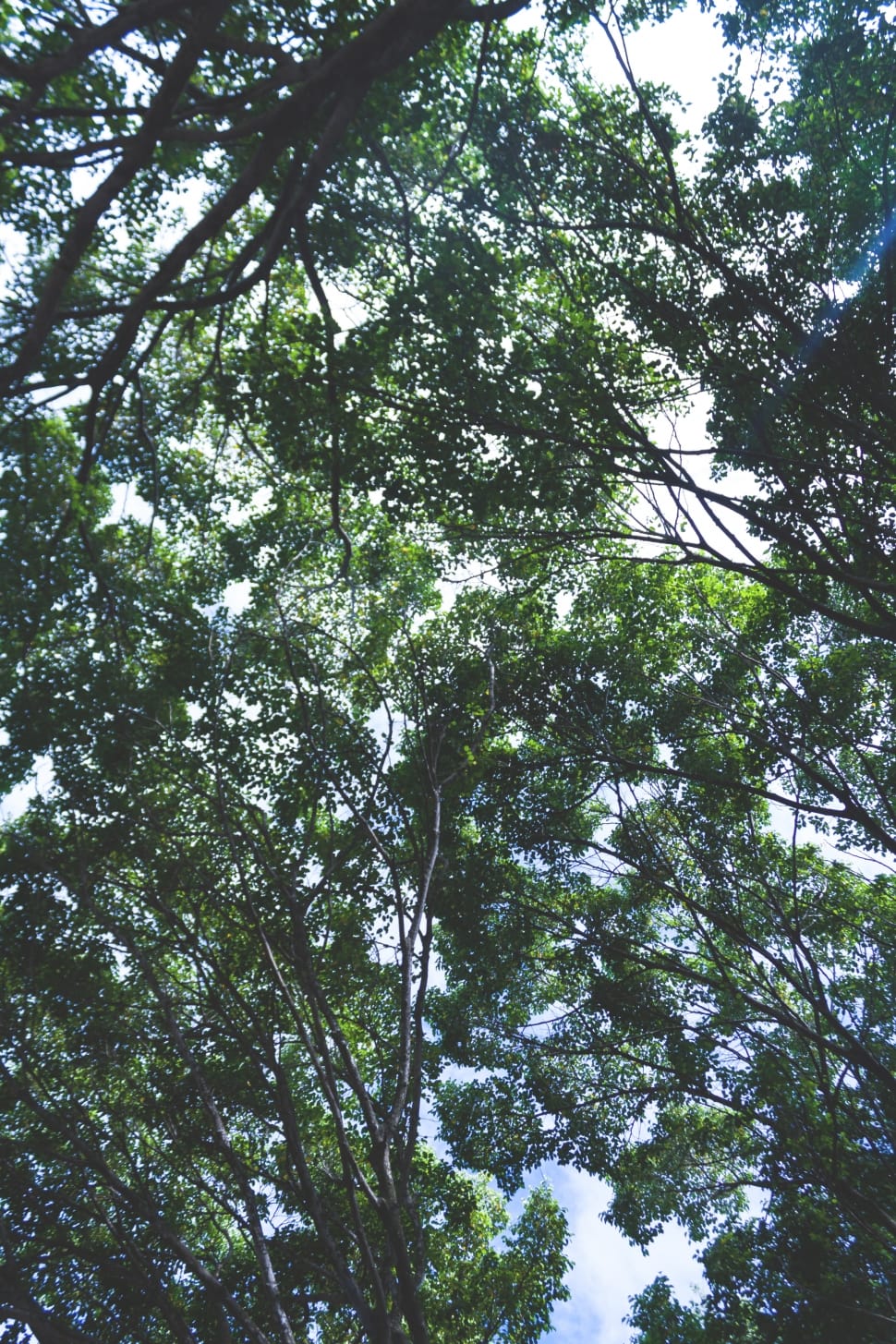 low angle photography of trees during daytime preview
