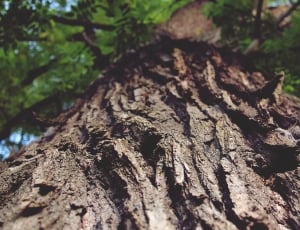 brown tree's trunk thumbnail