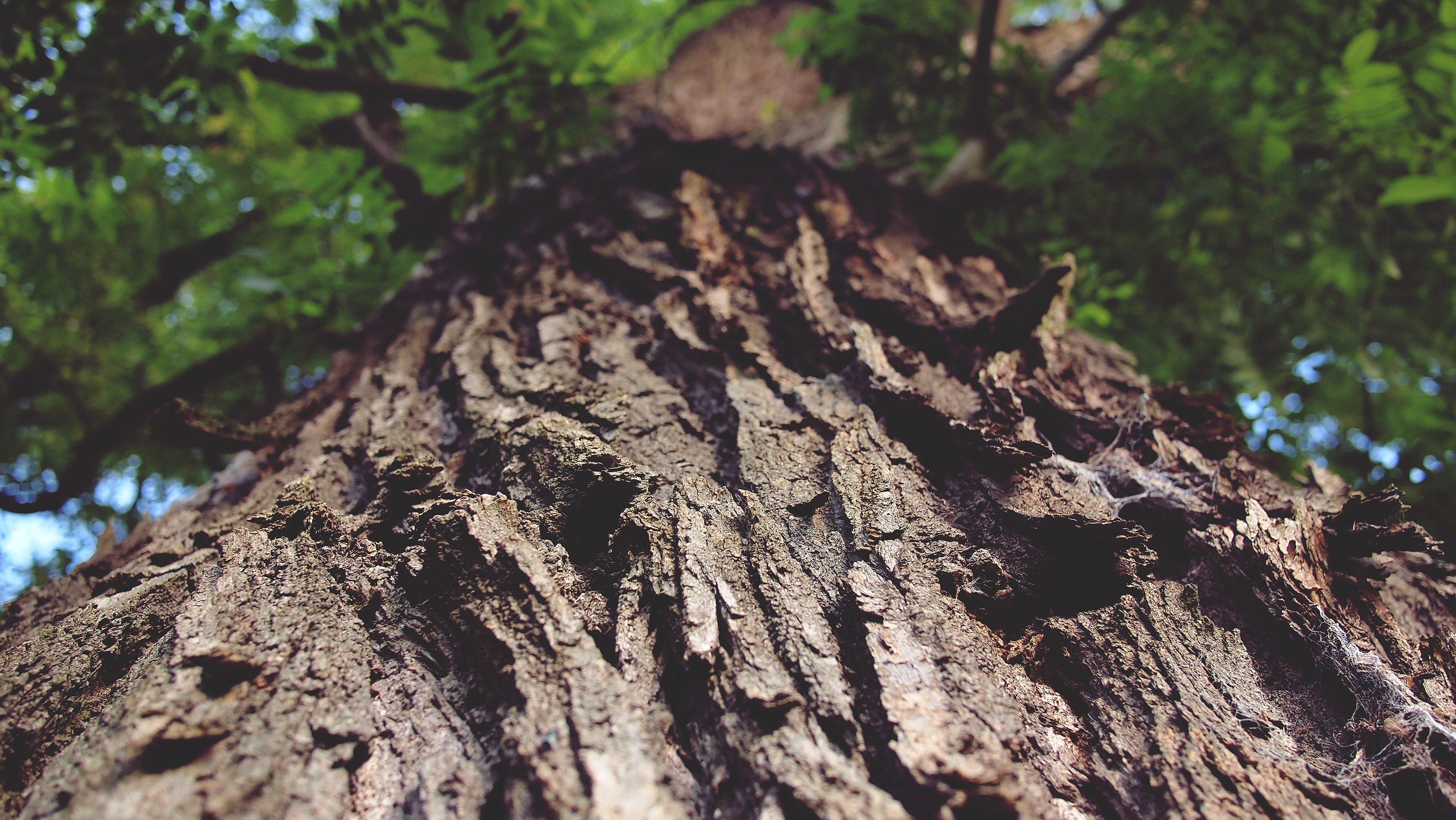 brown tree's trunk