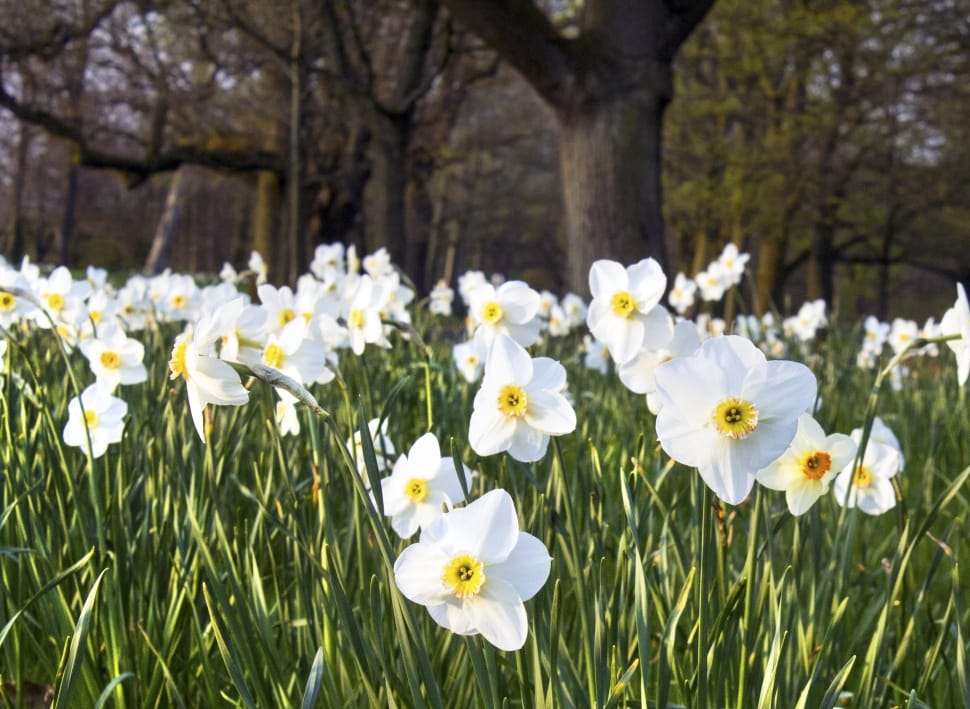 Spring, Flower, Nature, Daffodil, Bed, flower, nature preview