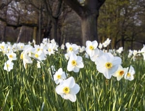 Spring, Flower, Nature, Daffodil, Bed, flower, nature thumbnail