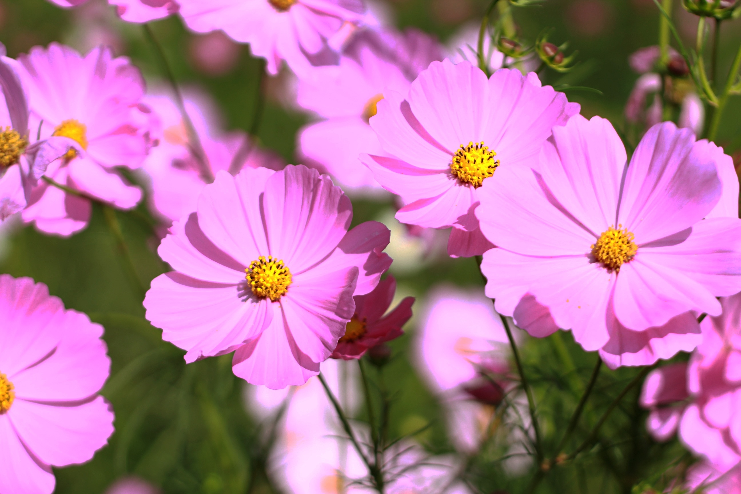 1366x768 wallpaper | purple cosmos | Peakpx