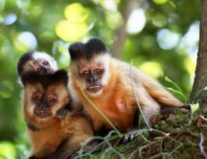 three brown monkeys on tree top thumbnail