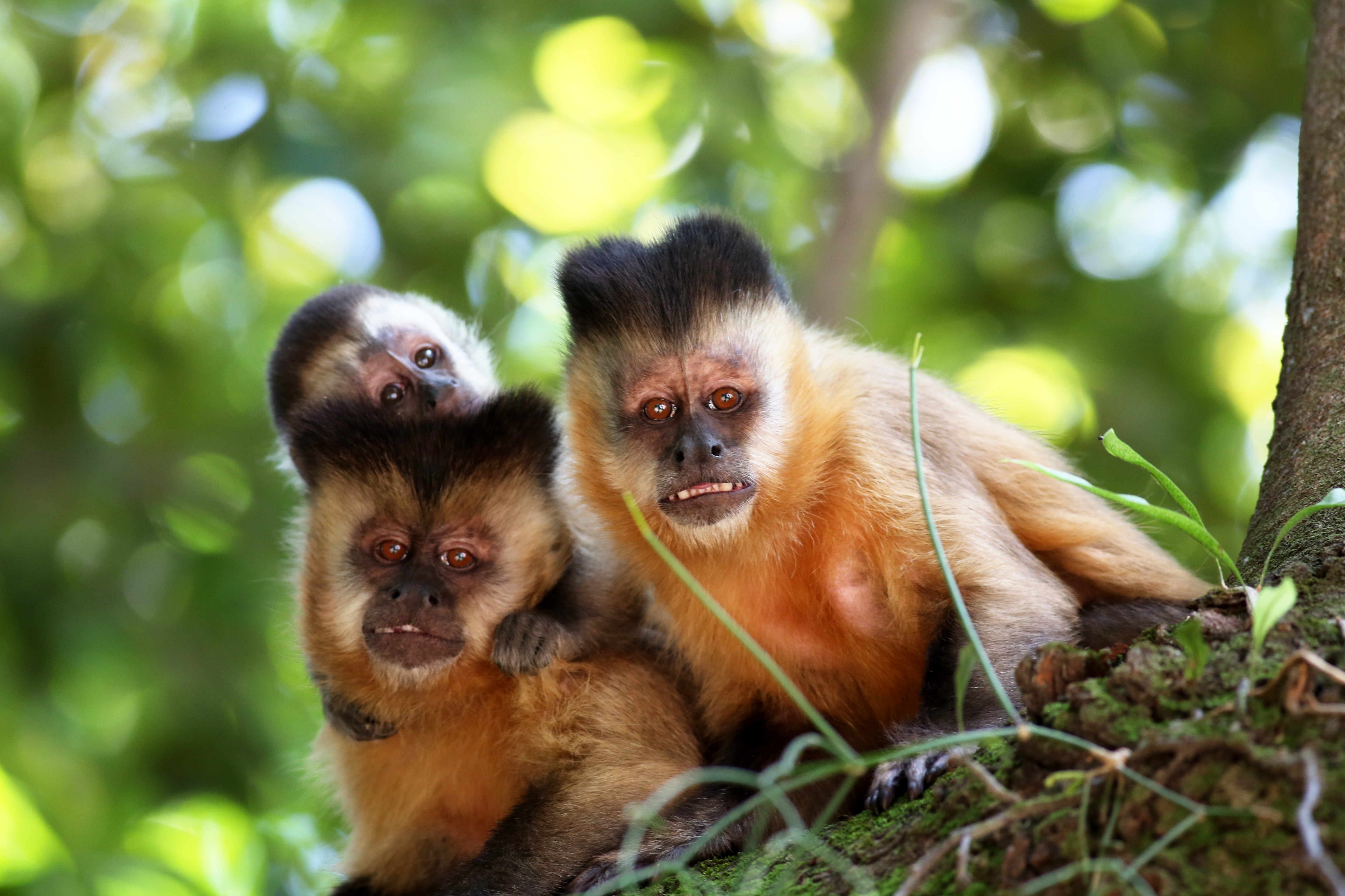 three brown monkeys on tree top