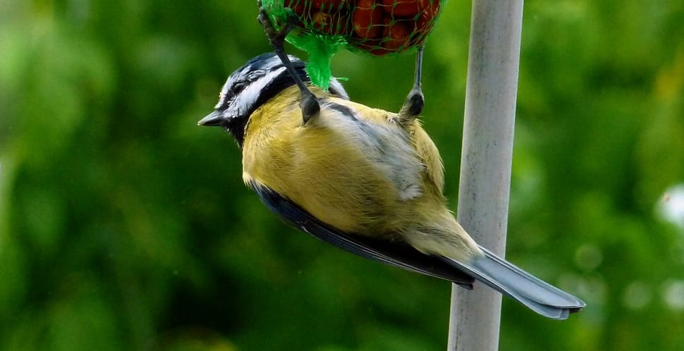 Feather, Food, Feeding, Spring, Bird, one animal, animal wildlife preview