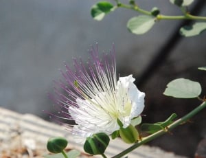 closeup photo of white petaled flower on green stem thumbnail