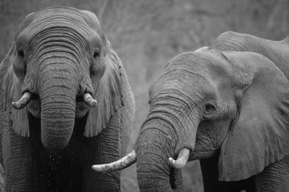grayscale photograph of two elephants preview