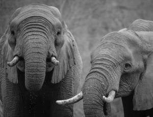 grayscale photograph of two elephants thumbnail