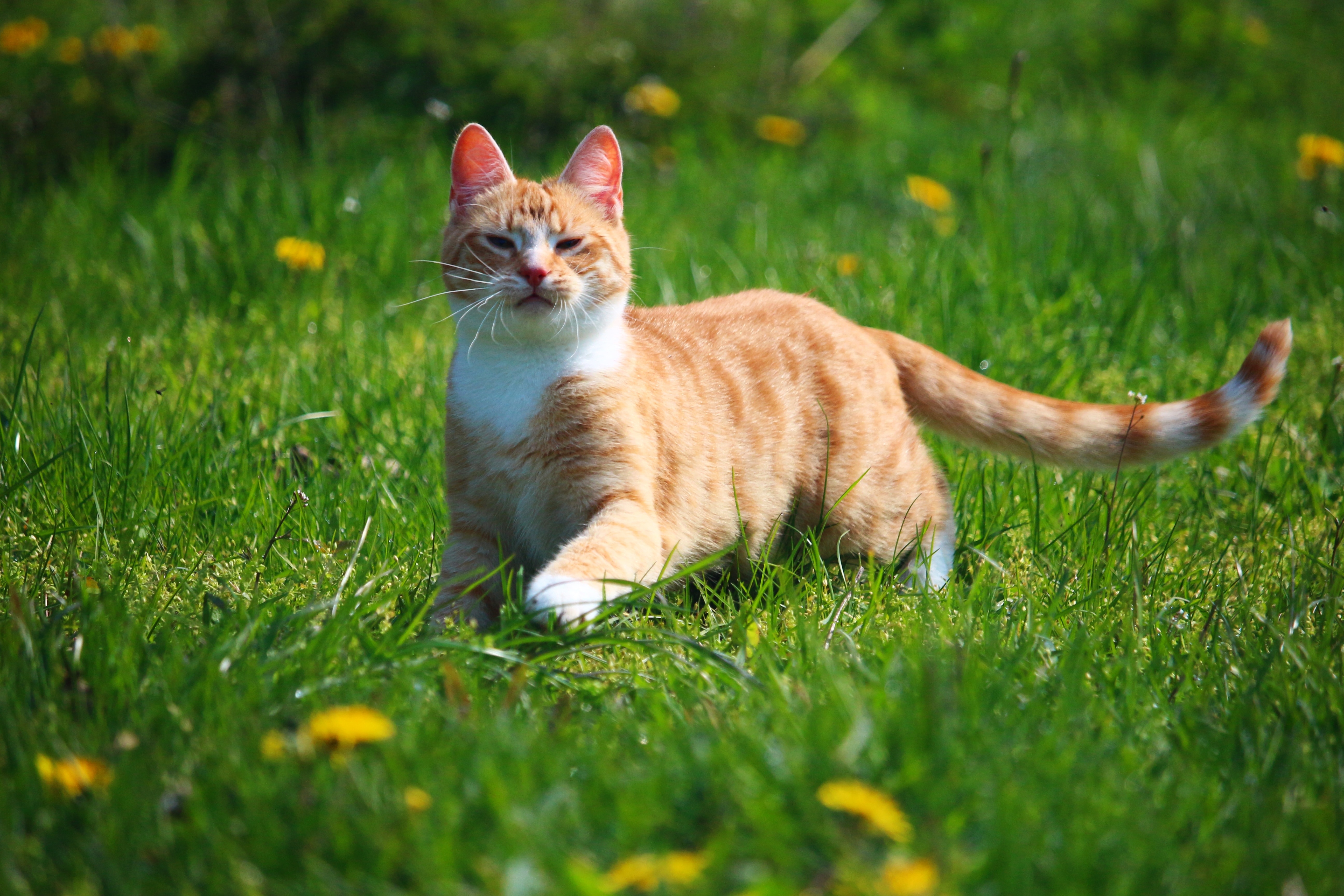 orange and white stripe short coat cat