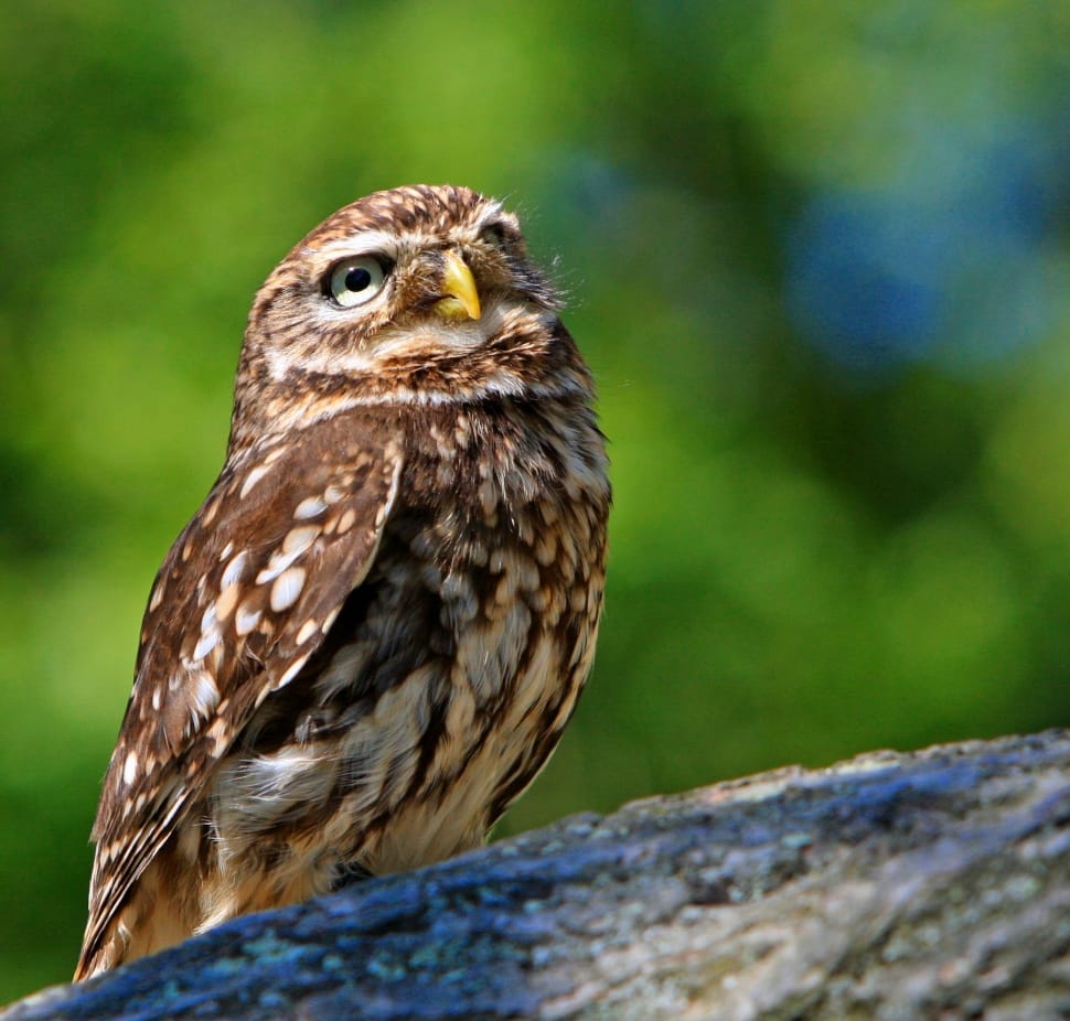 Owl, Little Owl, Bird, Animal, Wildlife, one animal, animal wildlife preview