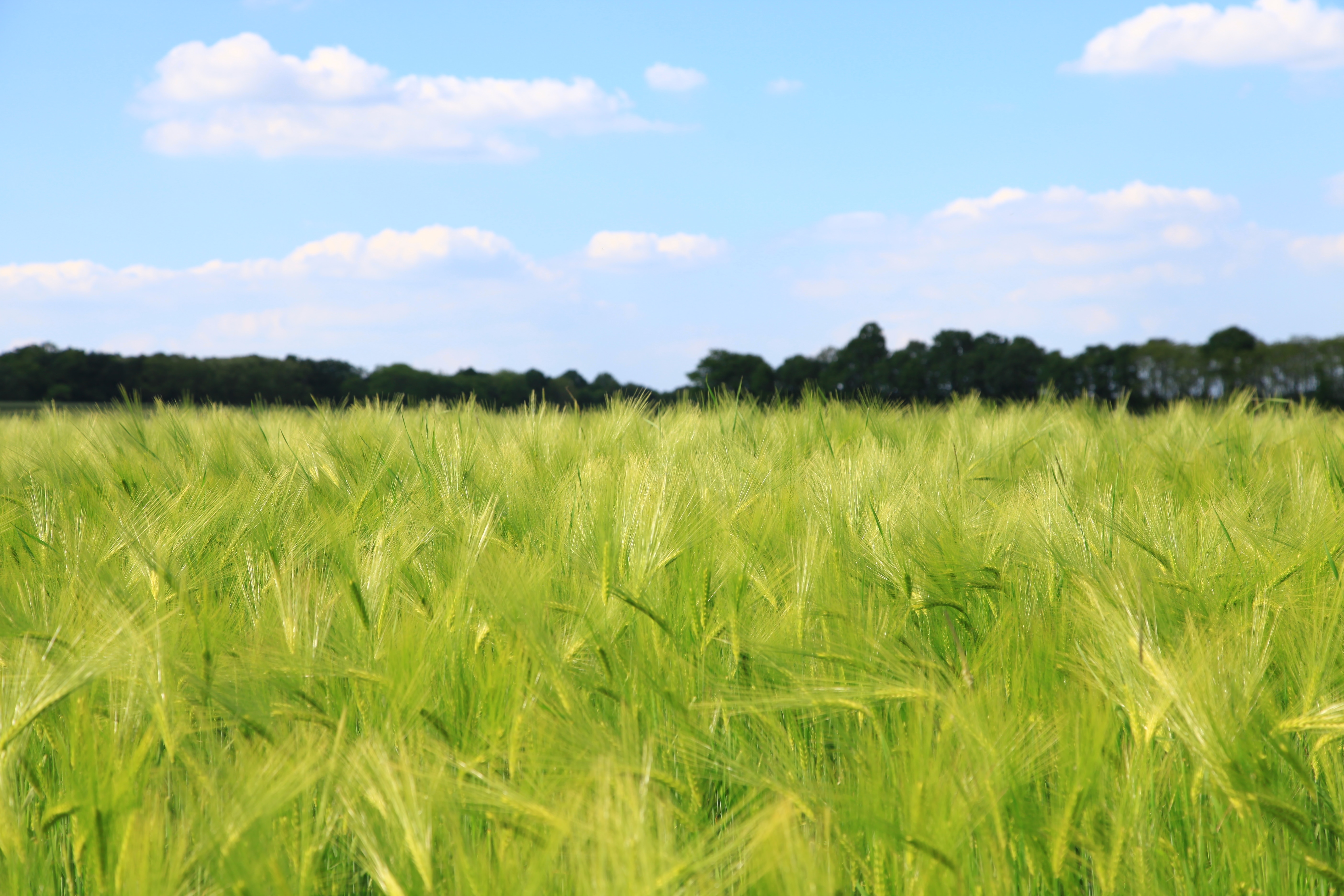 Поля в августе какие. Поле пшеницы. Зеленое поле пшеницы. Ржаное поле. Поле с колосьями.