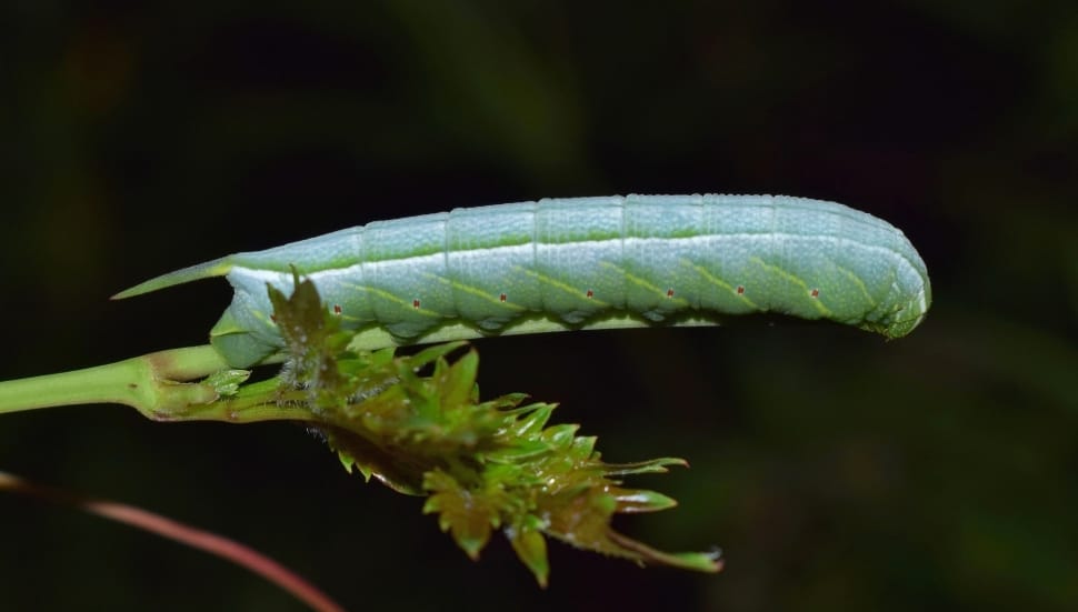 Caterpillar, Larvae, one animal, animal wildlife preview