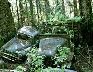 Old, Discarded, Weathered, Car Cemetery, forest, day thumbnail