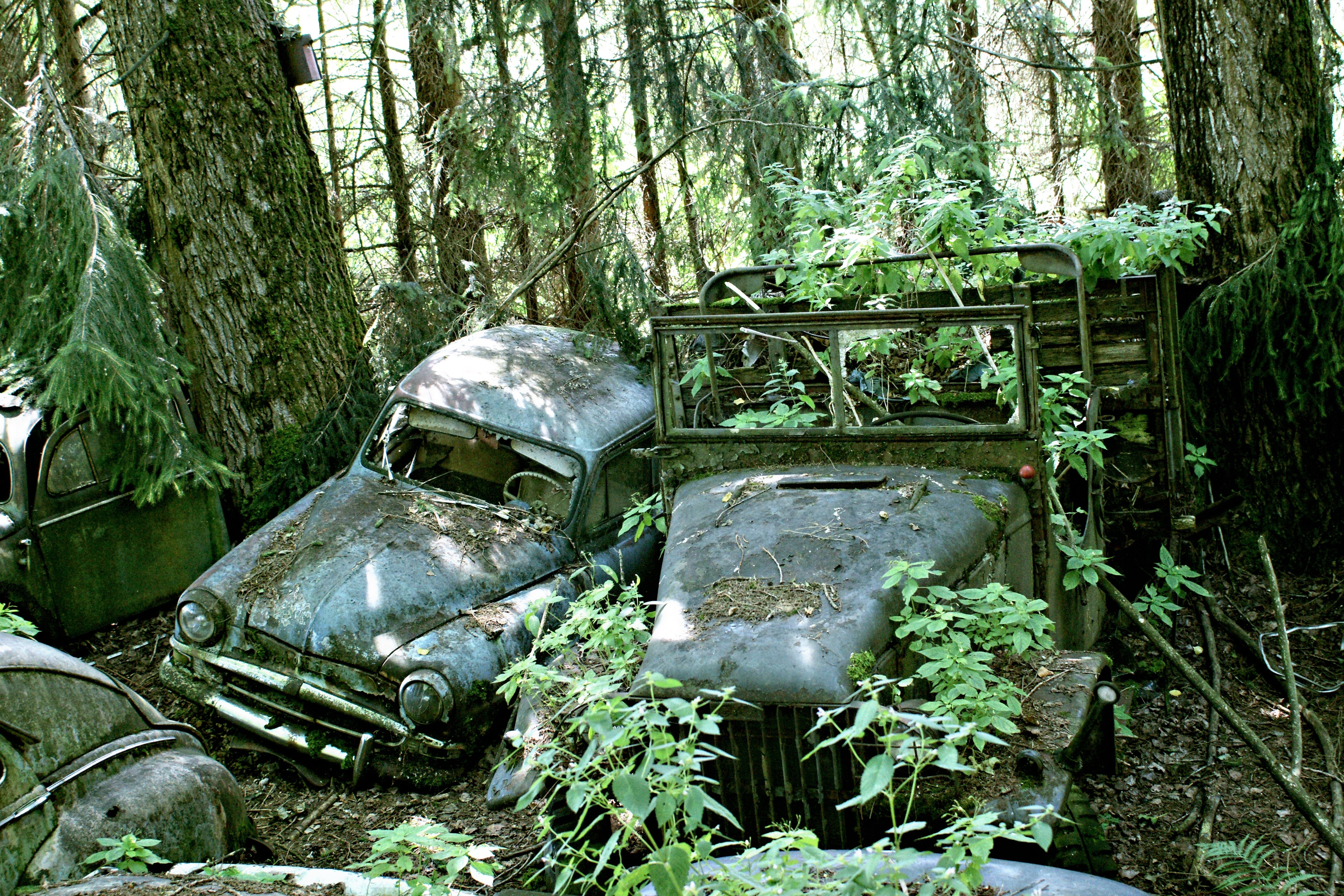 Old, Discarded, Weathered, Car Cemetery, forest, day