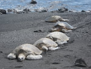 sea turtles on seashore during daytime thumbnail