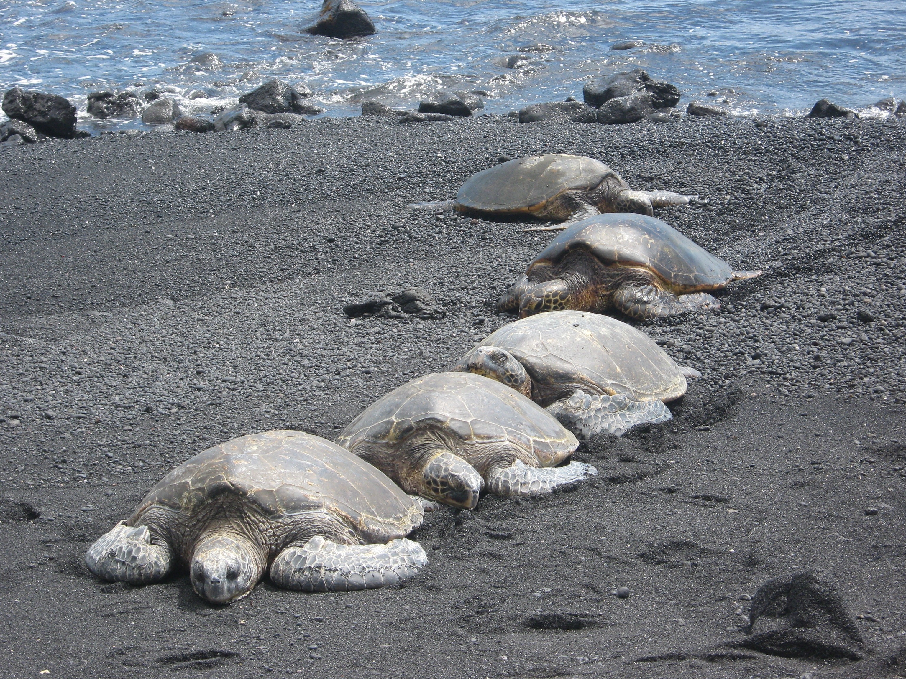 sea turtles on seashore during daytime