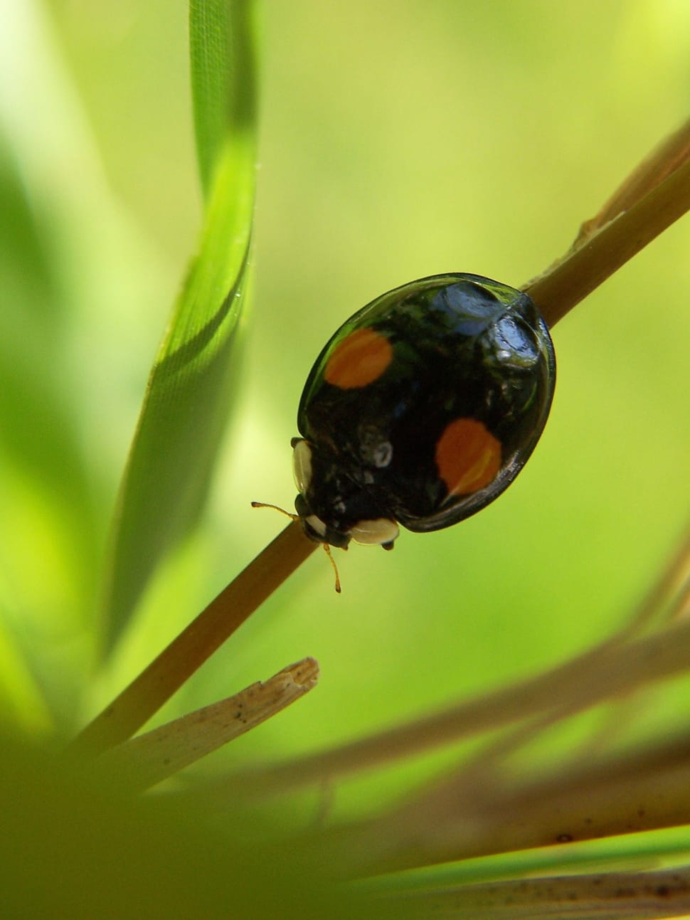 black and brown ladybug preview