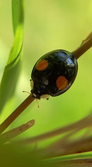 black and brown ladybug thumbnail