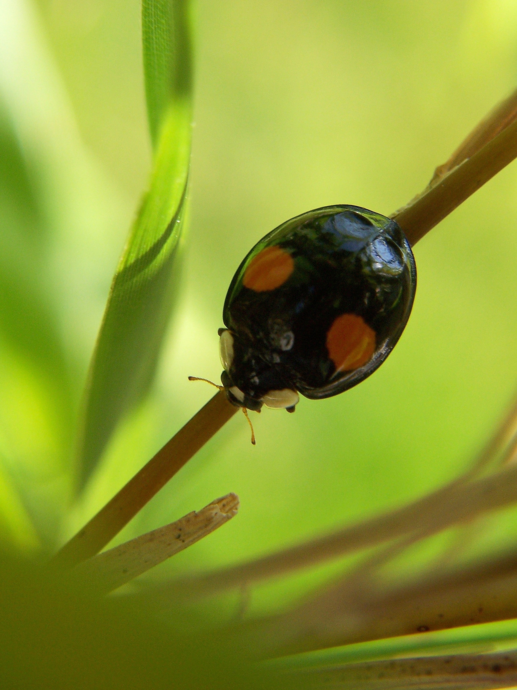 black and brown ladybug