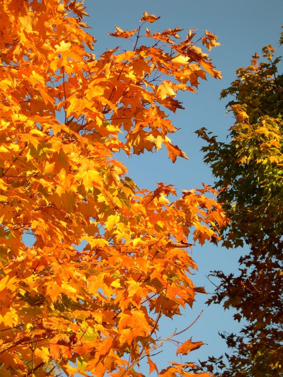 low angle shot photography of yellow maple leaf trees preview
