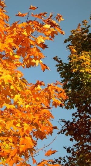 low angle shot photography of yellow maple leaf trees thumbnail