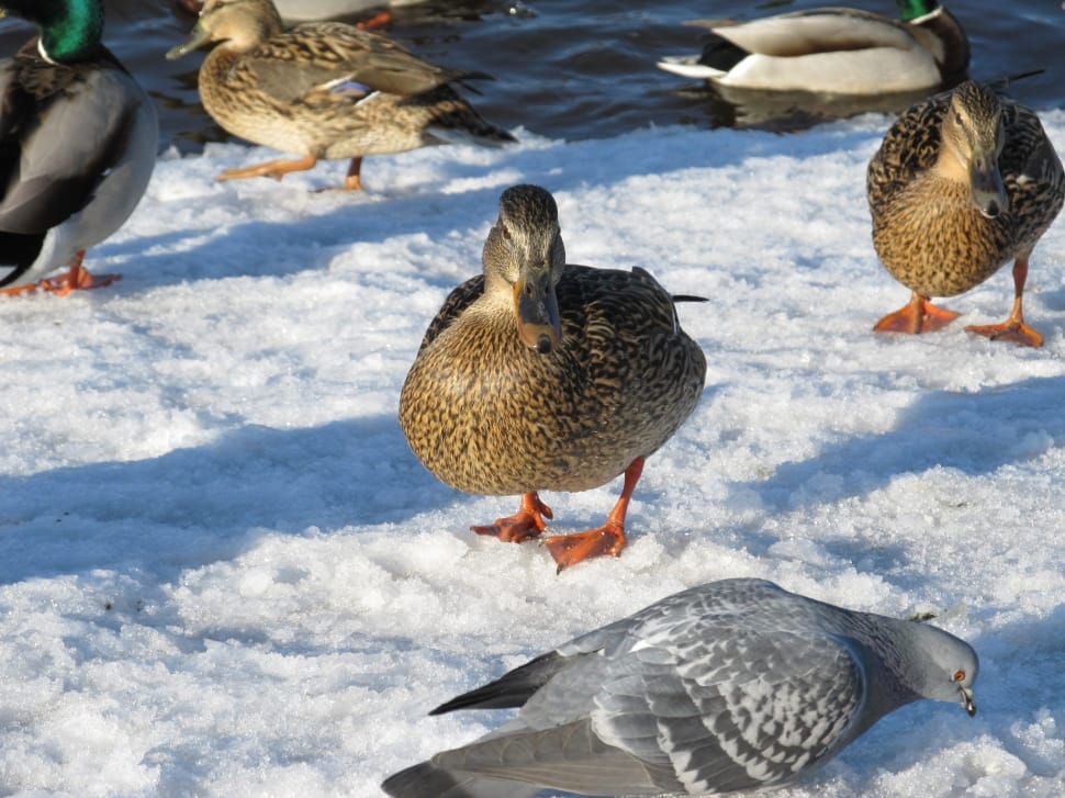 grey feathered duck preview