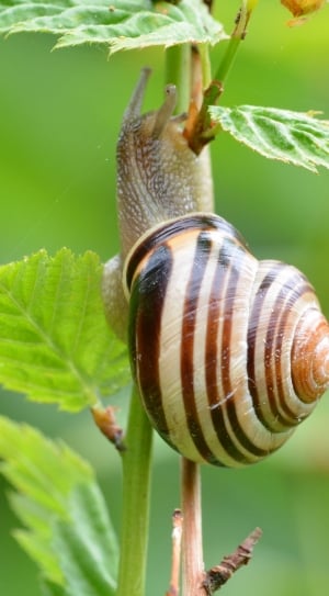 brown snail thumbnail