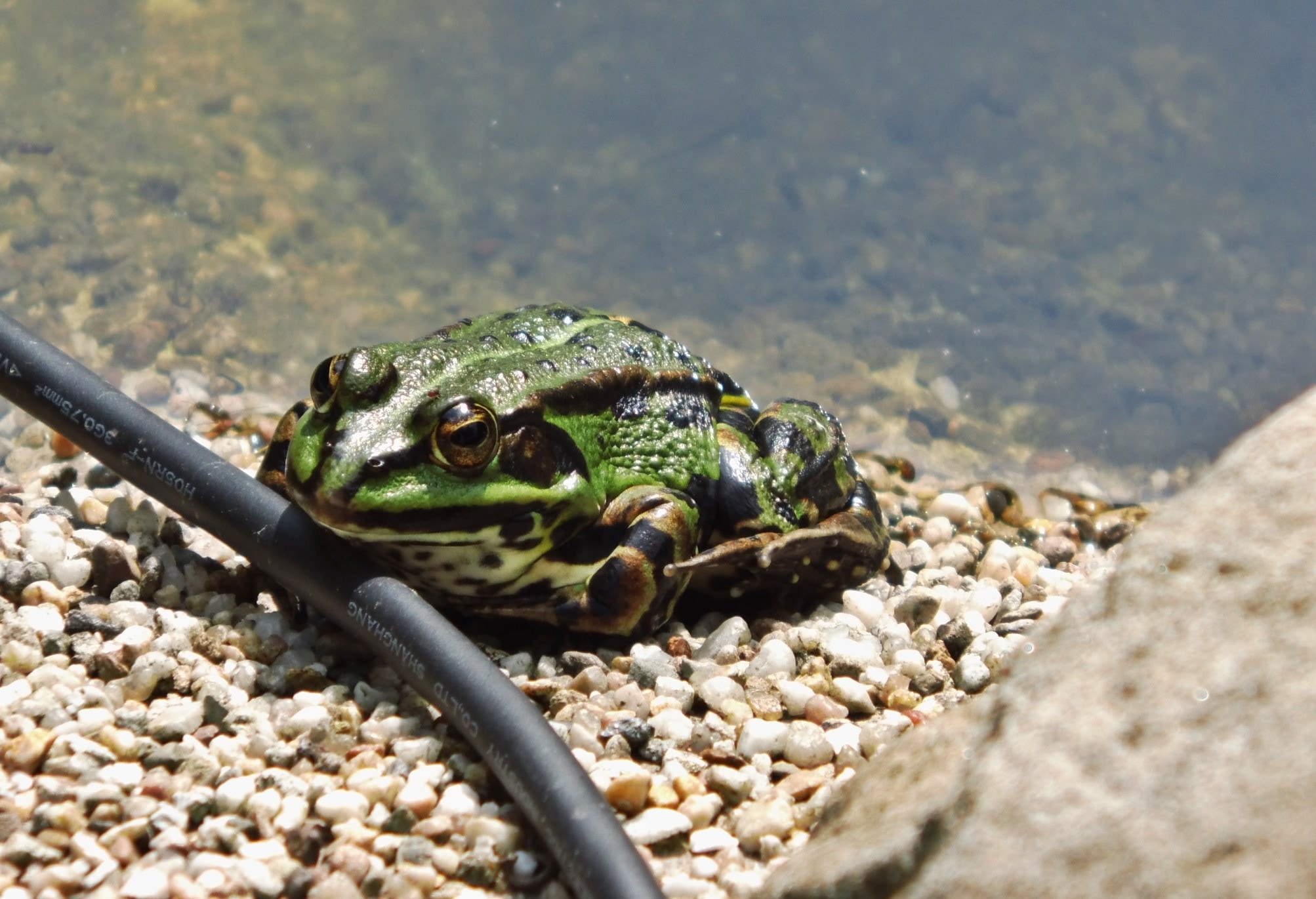 Frog, Pond, Garden Pond, Toad, Frog Pond, one animal, animal themes