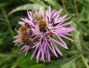 3 honey bees thumbnail