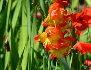 red and yellow gladiolus thumbnail