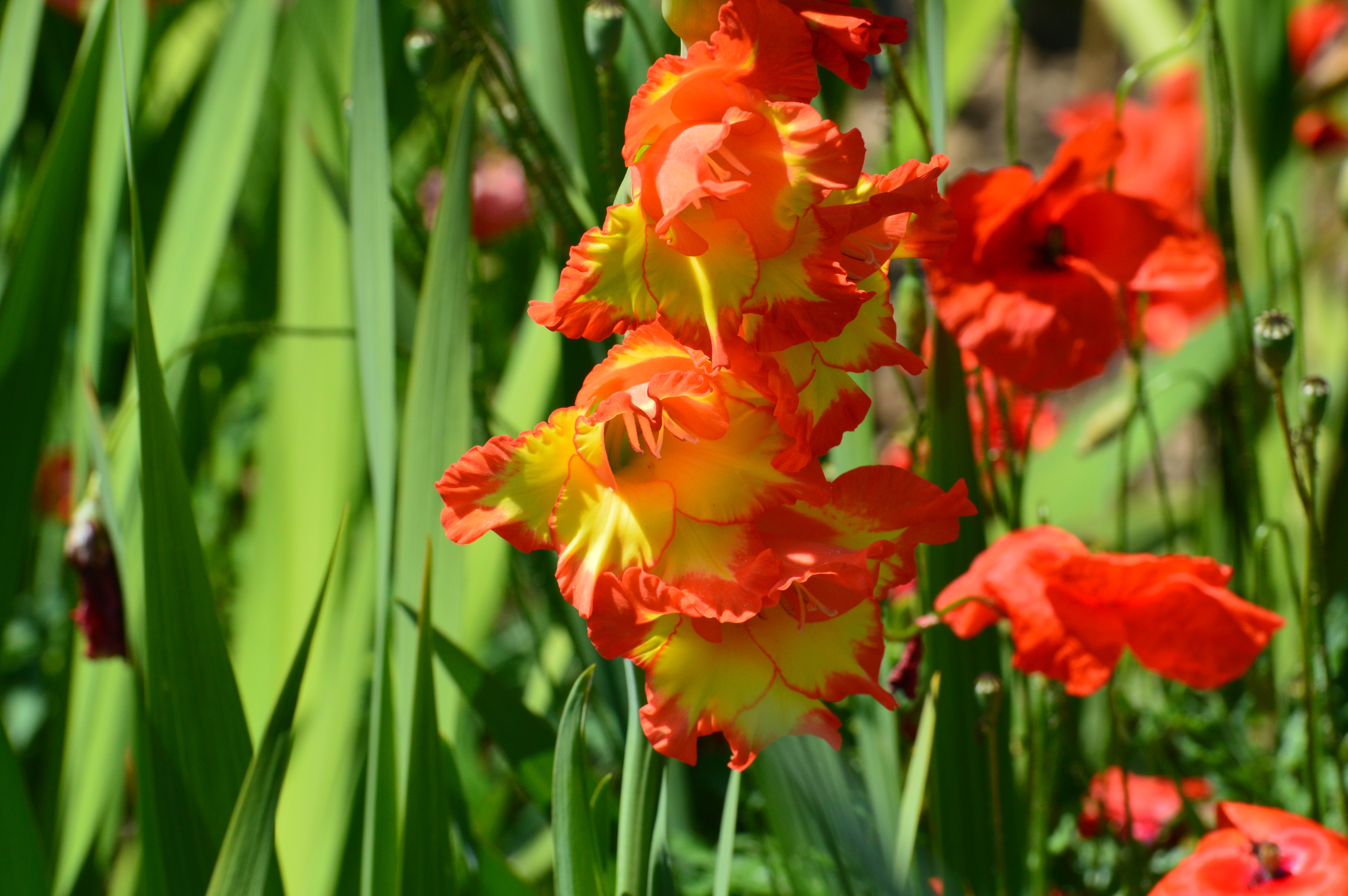 red and yellow gladiolus