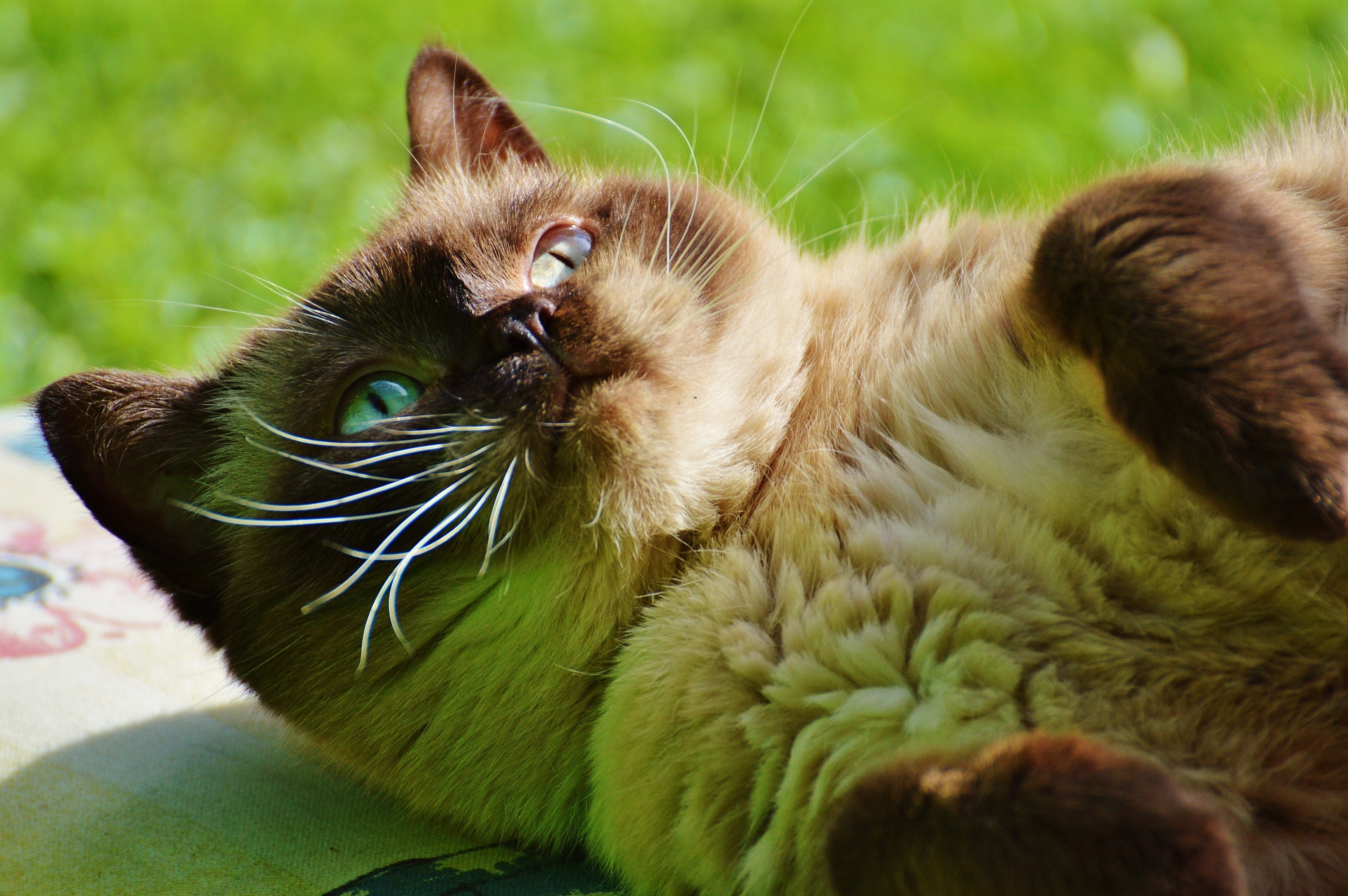 brown cat with white eyes