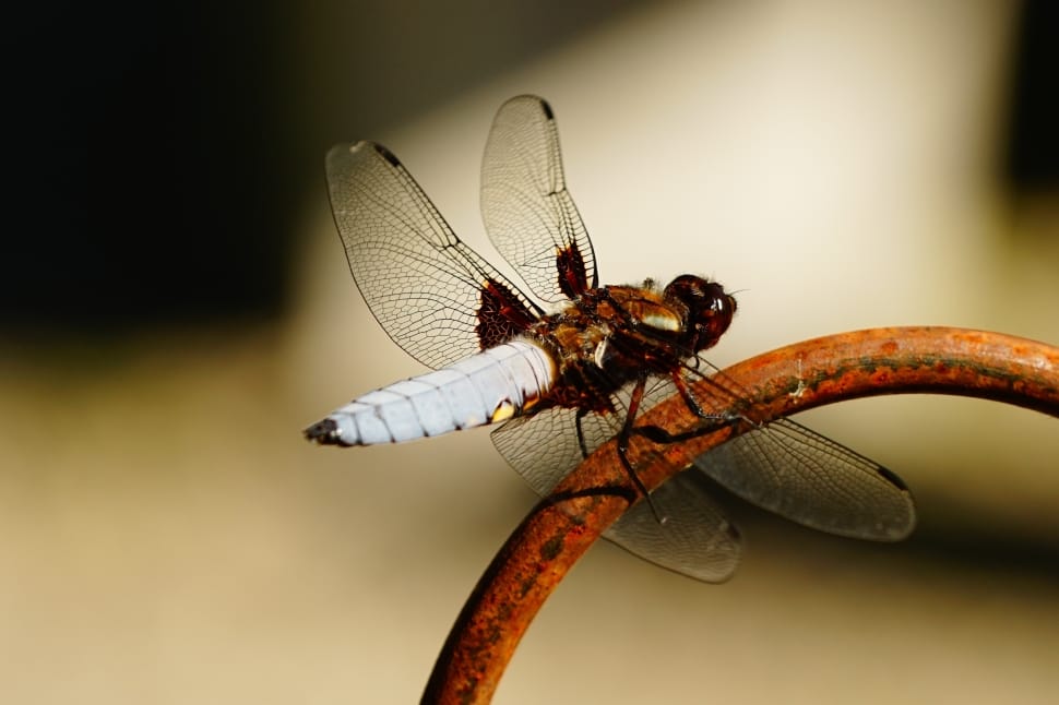 Dragonfly, Nature, Insect, Close, Wing, insect, animal themes preview