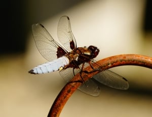 Dragonfly, Nature, Insect, Close, Wing, insect, animal themes thumbnail