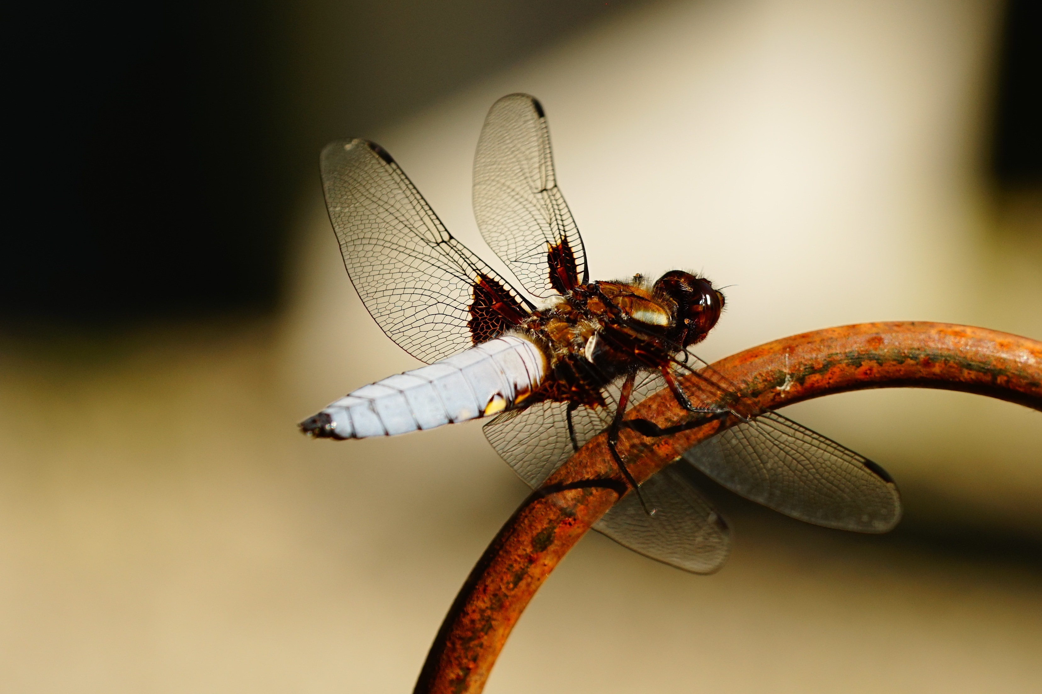 Dragonfly, Nature, Insect, Close, Wing, insect, animal themes