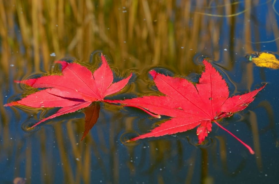 two red maple leaves preview