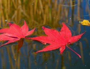 two red maple leaves thumbnail