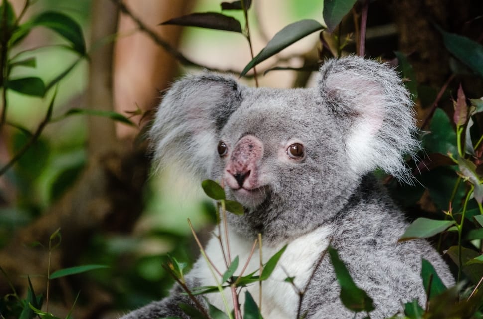 Bear, Tree, Koala, Sitting, Perched, one animal, koala preview
