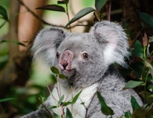 Bear, Tree, Koala, Sitting, Perched, one animal, koala thumbnail