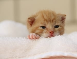 orange tabby kitten and white fleece textile thumbnail