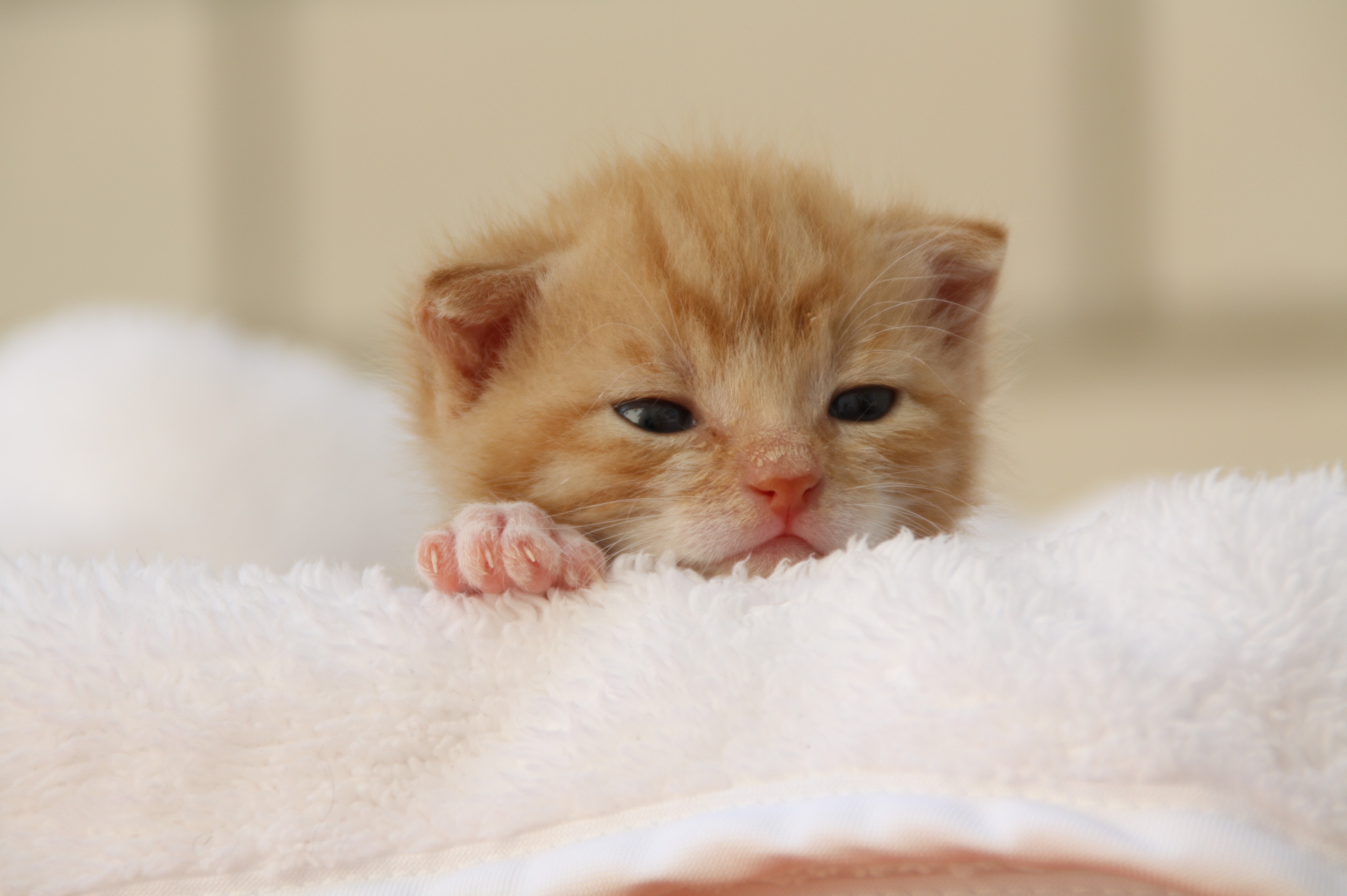 orange tabby kitten and white fleece textile