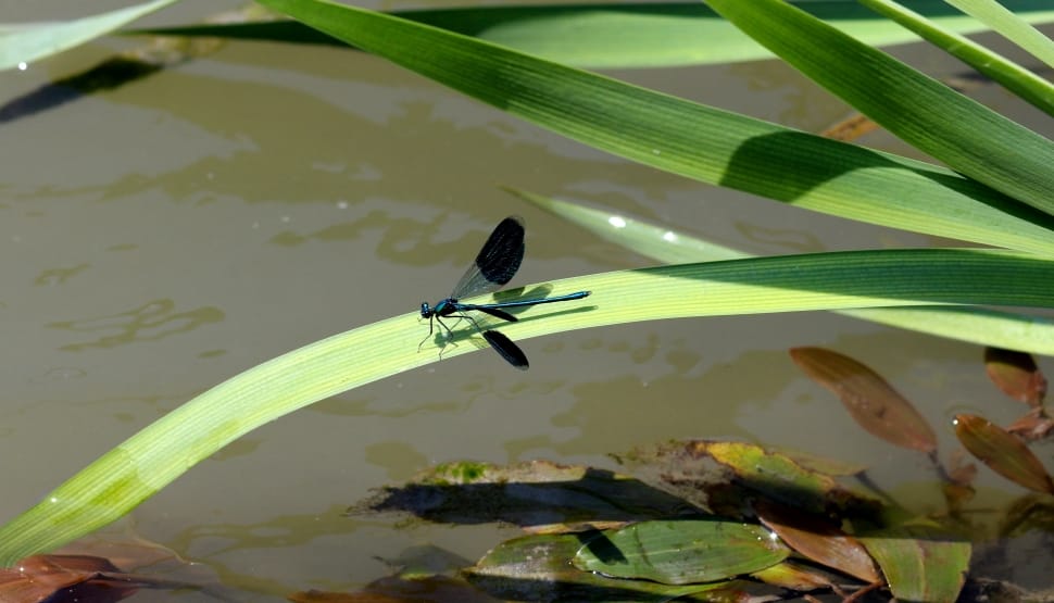 black and blue dragonfly preview