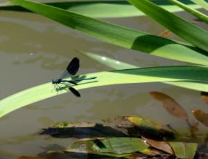 black and blue dragonfly thumbnail