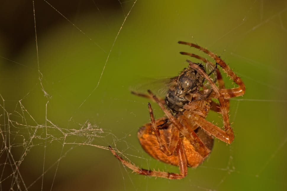 brown spider on web preview