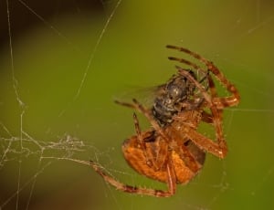 brown spider on web thumbnail