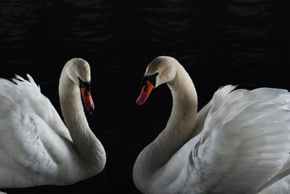 two white swans preview
