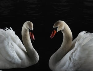 two white swans thumbnail