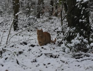 orange tubby in snowy forest thumbnail